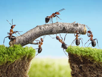 fourmis