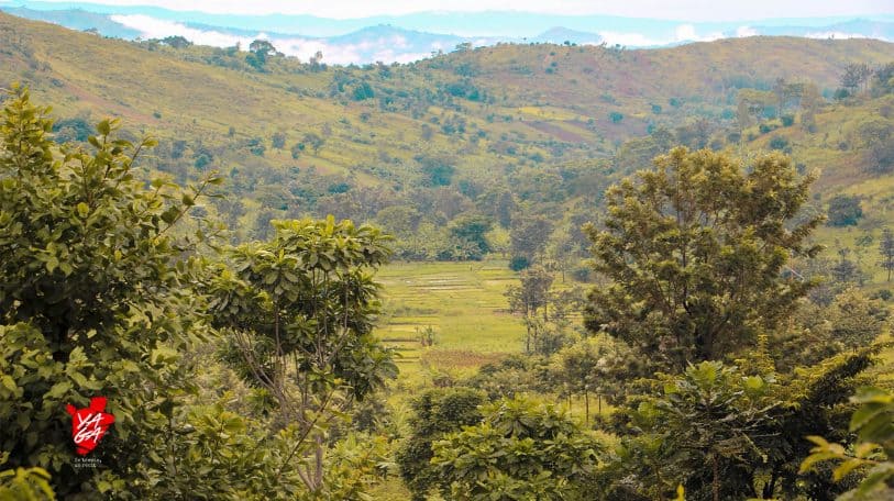 Burundi: pourquoi la persistante déforestation malgré tous nos efforts ?