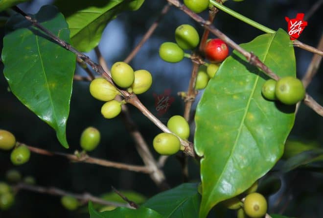 Déprivatisation du secteur café : une fausse bonne solution ?