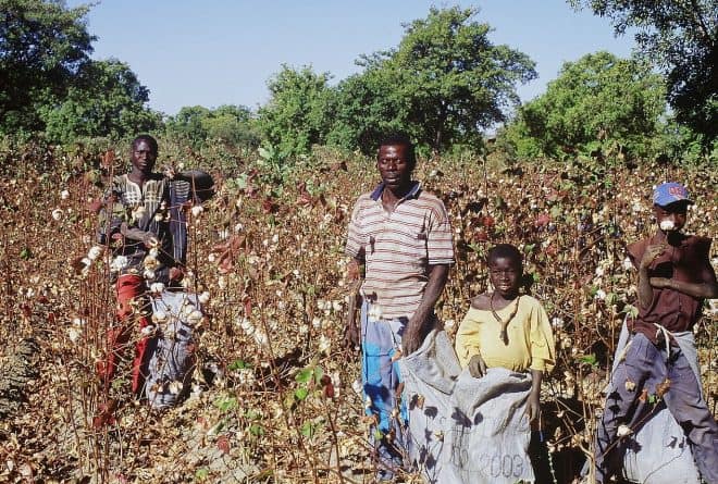 Burundi : la filière du coton en voie de disparition