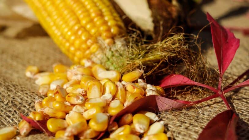 Interdiction d’importer les grains et la farine de maïs : la santé serait-elle en danger ?
