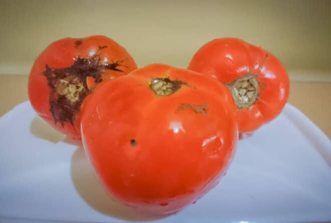 Tomates : l’utilisation de pesticides après récolte, une pratique à décourager