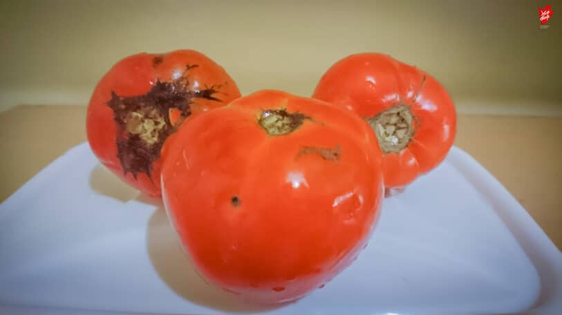 Tomates : l’utilisation de pesticides après récolte, une pratique à décourager