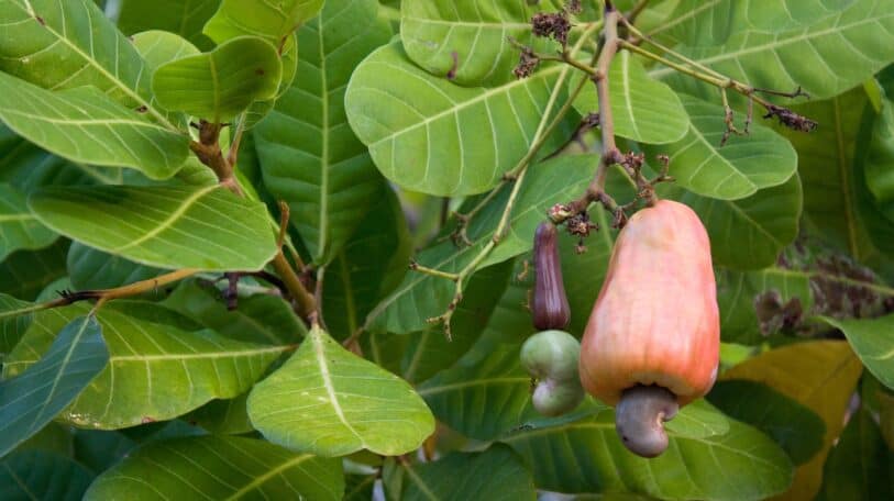 Anacardier : un nouveau-né dans la culture industrielle du Burundi