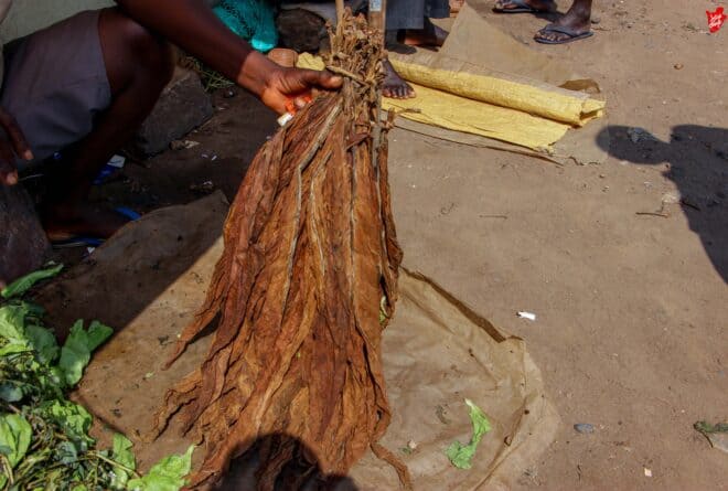 Ukudandaza itabi ry’ibibabi mu gisagara: ibihe biha ibindi…