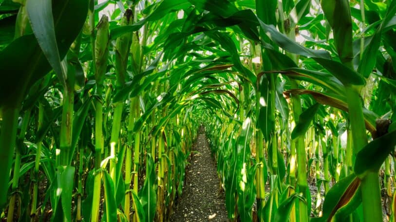 Burundi : l’agriculteur de maïs a-t-il été roulé dans sa propre farine ?