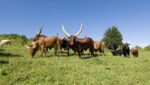 grass-farm-meadow-prairie-wildlife-cattle-1209691-pxhere.com