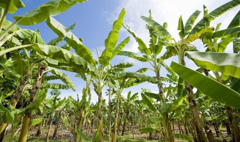 Cibitoke : quand la FOMI tousse, les agriculteurs s’enrhument