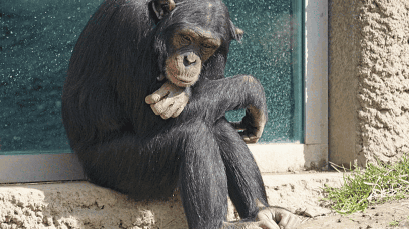 Bujumbura : quand les chimpanzés sèment la pagaille