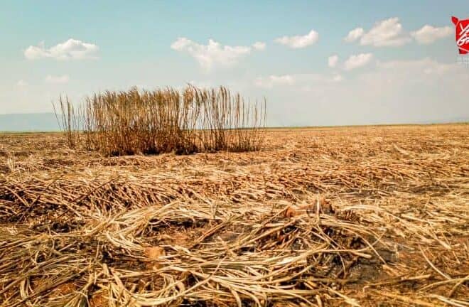 Arrêt de production du sucre : vers la libéralisation de son importation ?