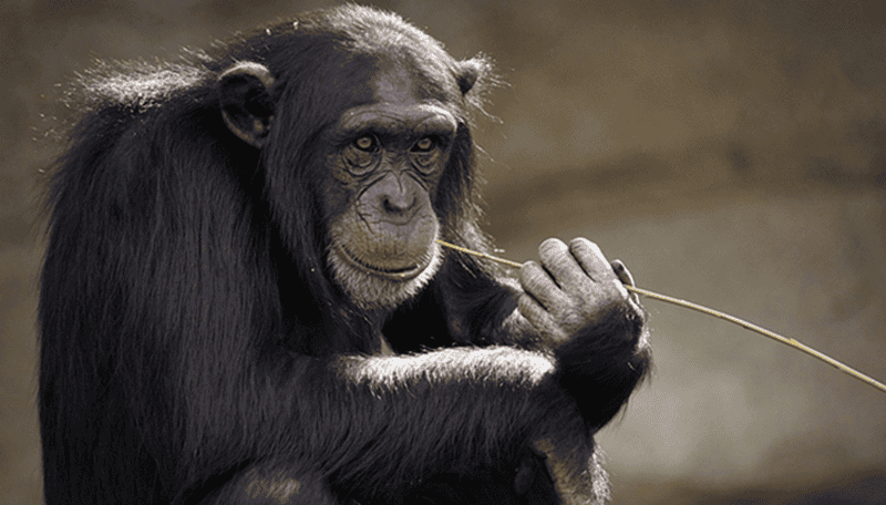 Chimpanzé : comment protéger cette espèce en danger ?