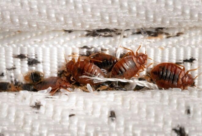 Les punaises de lit,  ces bestioles qui nous rendent la vie difficile