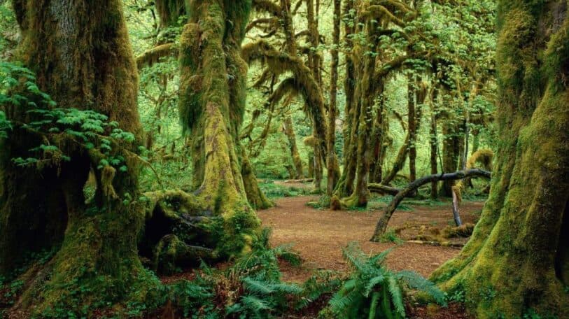 Réserve naturelle forestière de Kigwena : un blogueur en mode ‘’touriste’’
