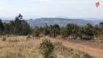 Ndava igisanze savane prairie