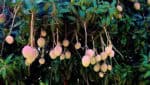 fruits mangues imyembe