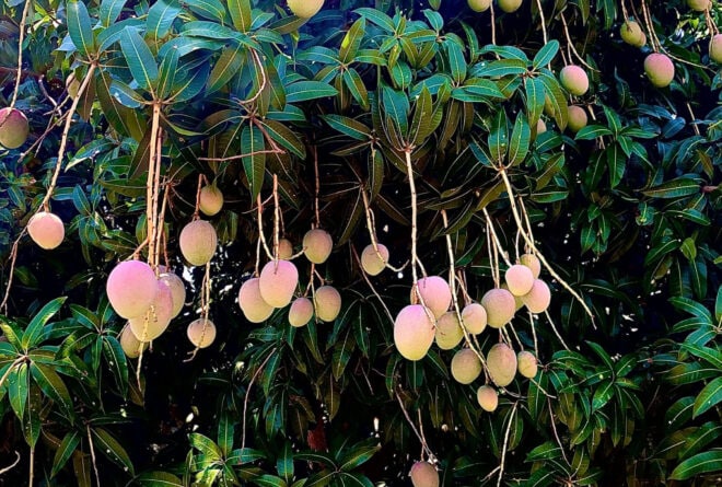 [Iciyumviro] Ababwiriza kworora inkwavu, n’ivyamwa ntibavyibagire !