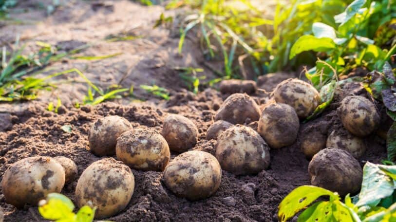 Mukike : quand la pomme de terre réinvente le destin d’une région
