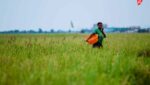 femme rural dans le champs de riz oiseaux cultivateur indimo (12).jpg