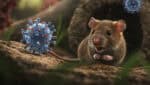 Hantavirus visuals.jpg